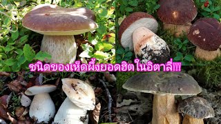 ตัดขาเห็ดมาอีกแล้วจ้า ชนิดเห็ดผึ้งหวานในอิตาลี่มีอะไรบ้างep333/2019