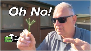 Seed Heads - How To Control Them