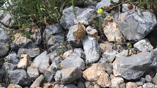 キンクシアヒョウモンモドキMelitaea cinxia (Glanville Fritillary) 2023/06/23 Mt Chelmos-2 Greece