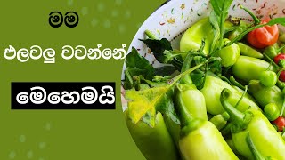 පොඩි ඉඩක උනත් මම එලවලු වවන්න පටන් ගත්තෙ මෙහෙමයි |How To Plant Vegetables In Sinhala Step By Step