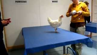 Chicken Clicker Training (Operant Conditioning Workshop I - Chicken Training Camp)