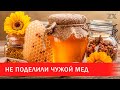 Не поделили чужой мед | Зона Х