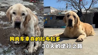 繁殖犬拉布拉多被主人賣到狗肉館，僅用30天完成逆襲，看哭網友