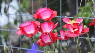 The Easiest Way to Grow Poppies from Seed!