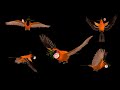 Oriole Bird with Flower - Flying Loops and Transitions