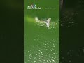 Whale struck by Jet Ski seems in ‘good condition’