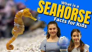 What Is A SEAHORSE? - Facts for Kids