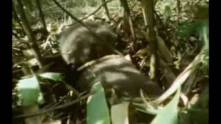 Oso Panda(Documental)Tercera Parte Oso Panda(Documental)Tercera Parte