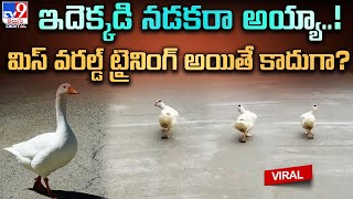 Duck Walk: ఇదెక్కడి నడకరా అయ్యా..! మిస్ వరల్డ్ ట్రైనింగ్ అయితే కాదుగా?.@TV9TeluguDigital