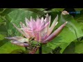 初夏台北植物園荷花池 lotus u0026 frog