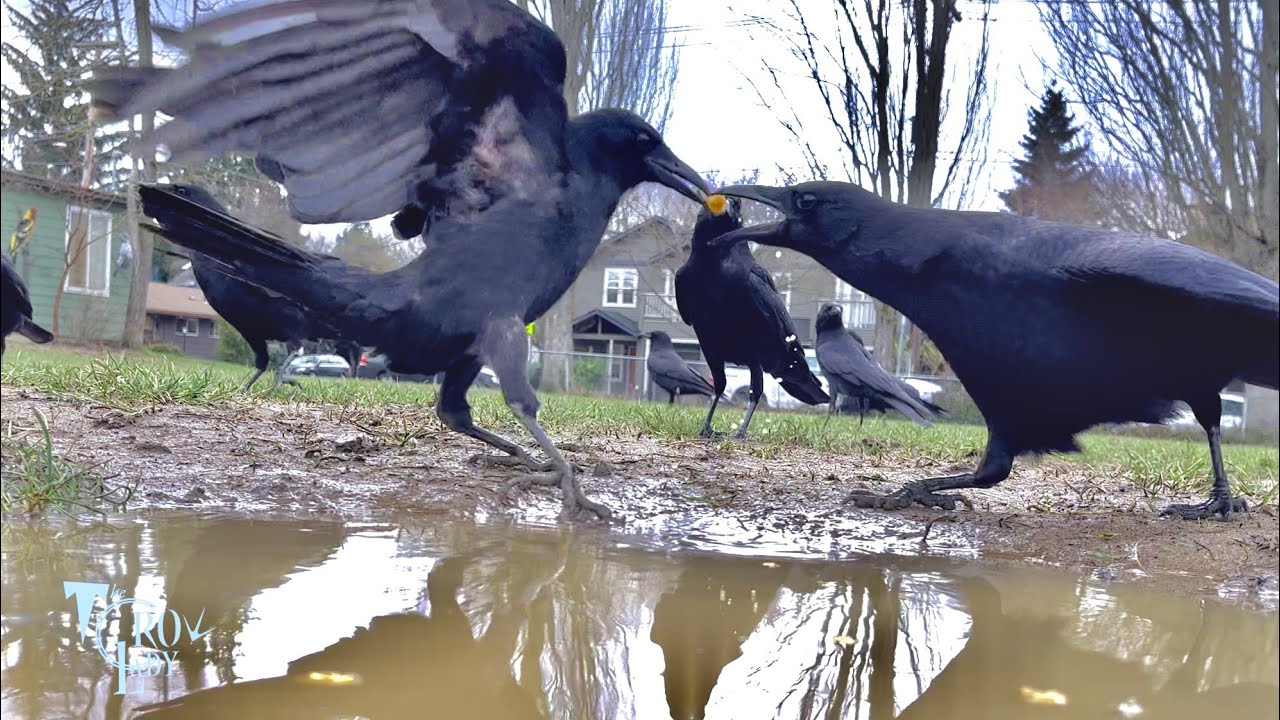 Crow Cam Puddle Hopper Youtube