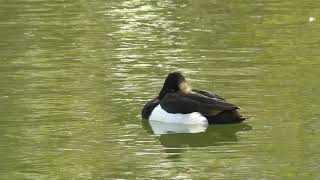 キンクロハジロ Tufted duck（金黒羽白、Aythya fuligula）カモ目カモ科ハジロ属　旧芝離宮恩賜庭園の野鳥　望遠コンデジ動画撮影　DSCN9503