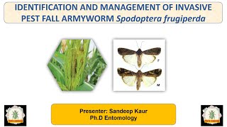 FALL ARMYWORM Spodoptera frugiperda INVASIVE PEST  (PART-2)