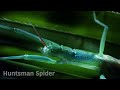 David Attenborough Explains Spiders  David Attenborough's Micro Monsters  Nature Bites