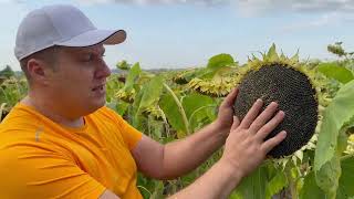 Ідеальний вибір Євролайтинг: насіння соняшника 🌻Імпульс 💪Агро Ритм