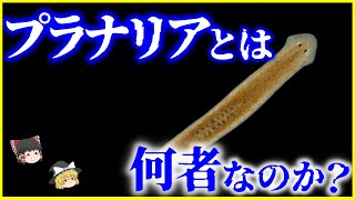 【ゆっくり解説】宇宙からとんでもない姿で帰還⁉️「プラナリア」とは何者なのか？を解説/不死身の生物⁉️