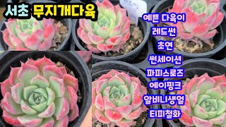 서초무지개다육(2) 가격 착한 예쁜 다육이들 초연 레드썬 레드이글 에이핑크