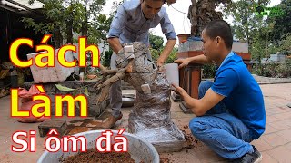 Cách làm cây Si ôm đá và những lưu ý cần thiết cho người mới chơi bonsai-BShp