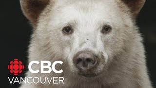 How the Kitasoo/Xai'xais First Nation is working to protect spirit bears