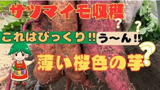 【さつまいも収穫】収穫してびっくり何故か芋の色が凄く薄い　何故この色になったのか・・・