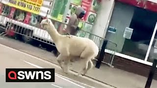 Runaway ALPACA causes traffic chaos along busy street in Birmingham, UK | SWNS