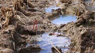 アキアカネの産卵　Spawning of Sympetrum frequens