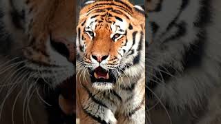 A Tiger Walking🔥🔥| Dangerous Tiger | Tiger Roaring | Tiger voice | #tiger #cat #viral #short #shorts