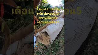 #ตีผึ้งหลวงไม่หวงวิชา #bee #honey #nature #bushcraft #wild #พวกเรา #entertainment