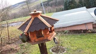 Grünspecht am Futterhaus