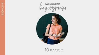 Изменчивость | Биология 10 класс #32 | Инфоурок