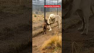 Cute Lion Gives Smooches to Puppy's Paw! #shorts #viral #dog #lion #puppies #cat #animals #trending