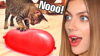 Funny and Cute Animals On Tik Tok by Mariana ZD Reacts!
