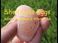 Shell-Less Eggs: What They Mean and What to Do