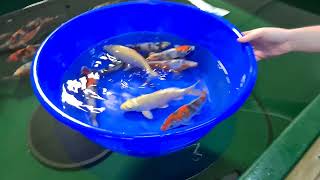 update @elitekoi featuring mixed varieties from Hosokai \u0026 new arrival Asagi