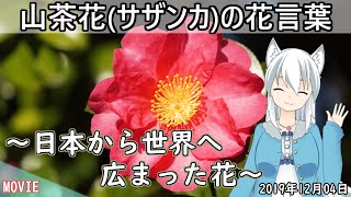 【日刊動画】2019年12月4日 山茶花(サザンカ)の花言葉