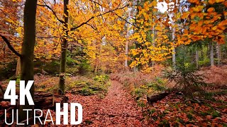 Stress Relief | 4K UHD Virtual Walk | Relaxing Dutch Forest with Autumn Vibes and Meditation Music.