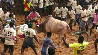 Best of Jallikattu 2017 – Thangam Tv Manapparai-01