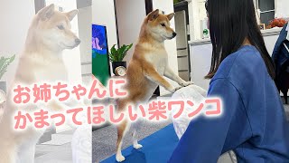 お姉ちゃんのお膝の上が、たいそうお気に入りな柴犬さん｜PECO