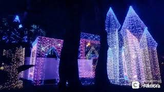 The vibrant beauty of new year lights and flower show in kanakakunnu Thiruvananthapuram #video