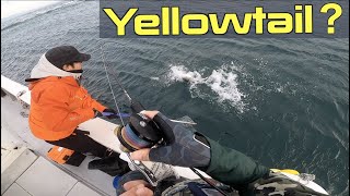 [Yellowtail Action] Yellowtail from JAPAN Fishing with Accurate