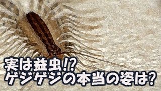 【閲覧注意】姿かたちはアレだけど....実は益虫のゲジゲジさん