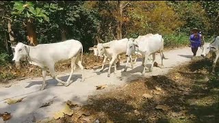 Kampung viral kekurangan laki2 di tengah hutan bojonegoro