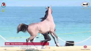 N.395 SQ RAHEEB - Al Dhafrah Arabian Horse Championship 2023 - Colts 2 Years Old (Class 7A).mp4