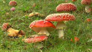 Légyölő galóca (Amanita muscaria)