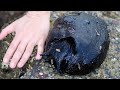 black sea hare animal of the week