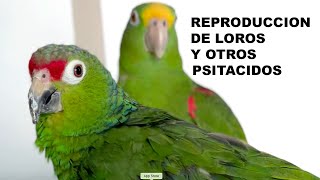 REPRODUCCIÓN DE LOROS Y OTROS PSITACIDOS