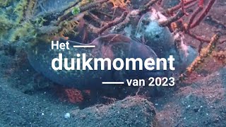 Het duikmoment van 2023 - Murene