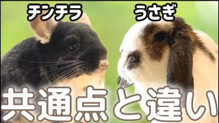 【4分でわかる】チンチラとうさぎの飼い方の共通点と違いを分かりやすく解説します！