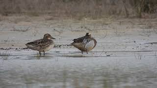 Garganey, Marzaiola (Anas querquedula)