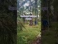 Part 6 Vlog Ojek Sawit Di Kebun Sawit Manen Sawit Setinggi 12 Meter